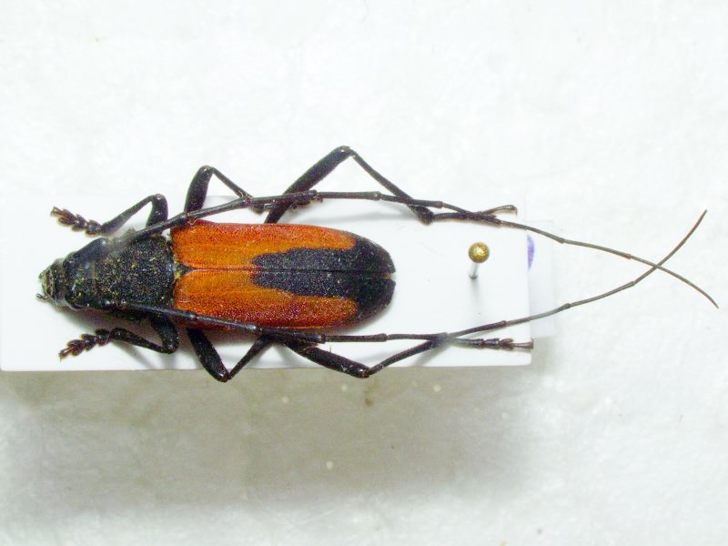 Purpuricenus budensis (Götz, 1783)